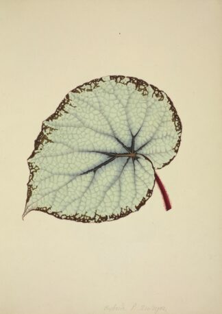 Mon Jardin a Ceylan Pl.195 by George De Alwis