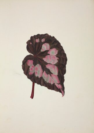 Mon Jardin a Ceylan Pl.249 by George De Alwis