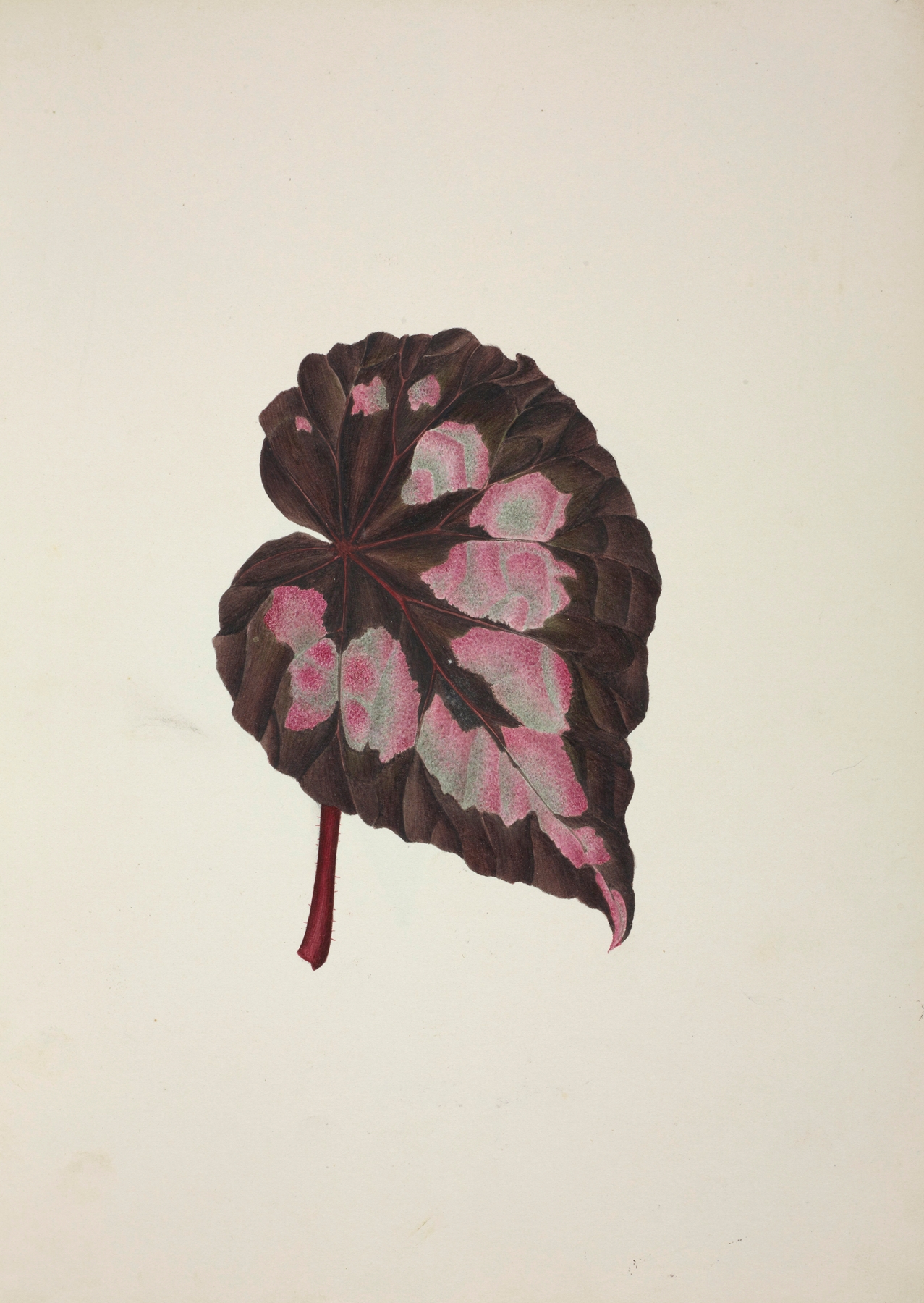 Mon Jardin a Ceylan Pl.249 by George De Alwis
