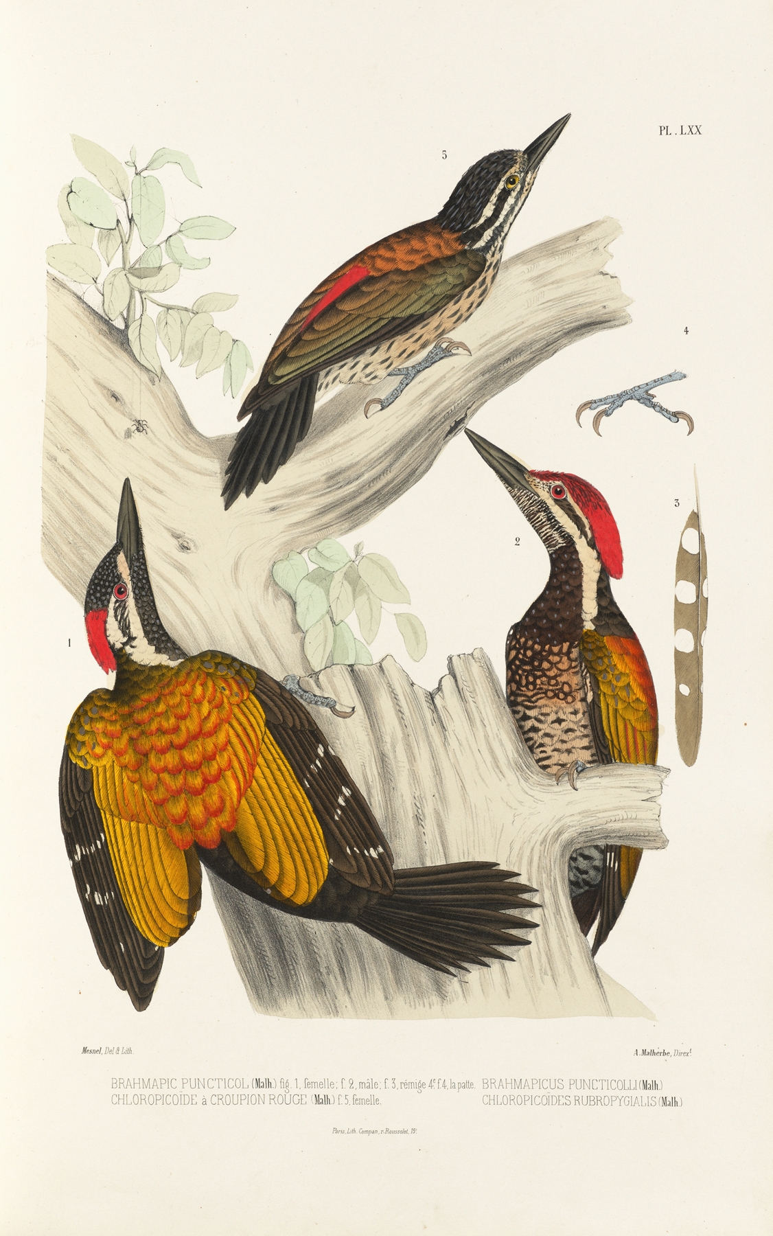 Monographie des picidées pl09 by Alfred Malherbe