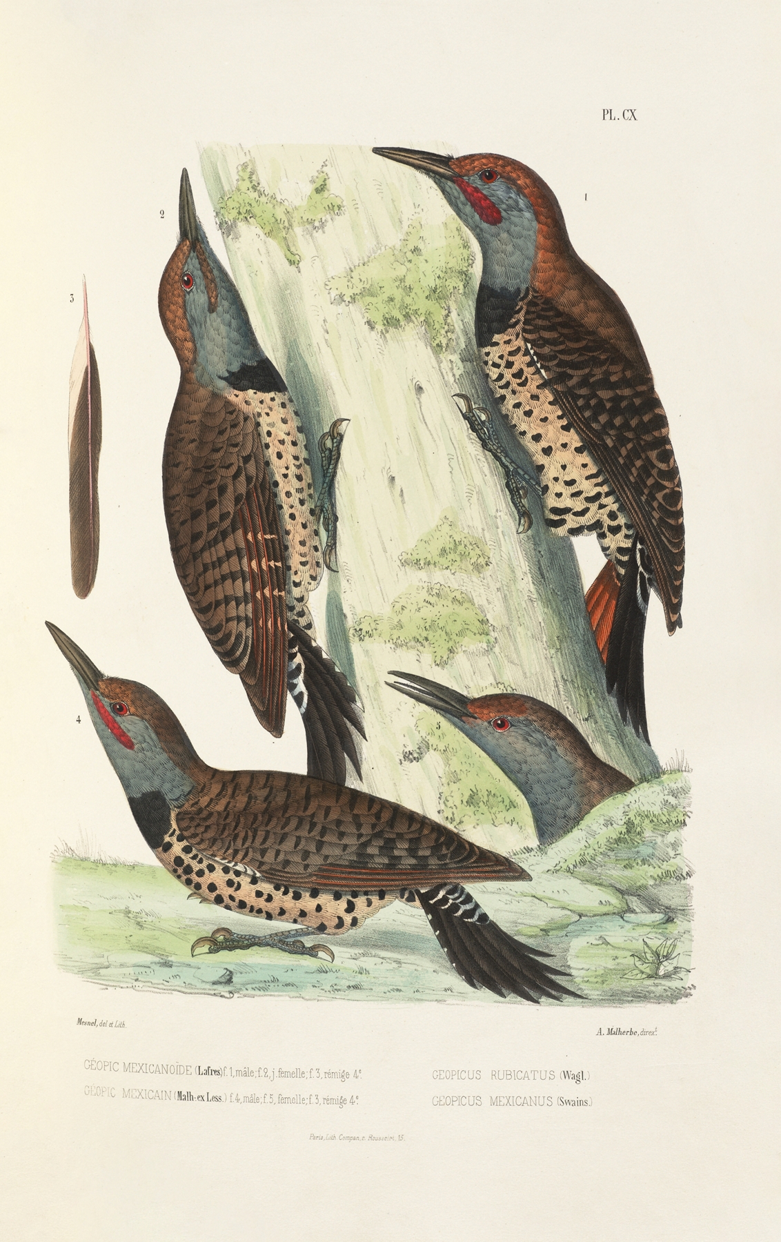 Monographie des picidées pl39 by Alfred Malherbe