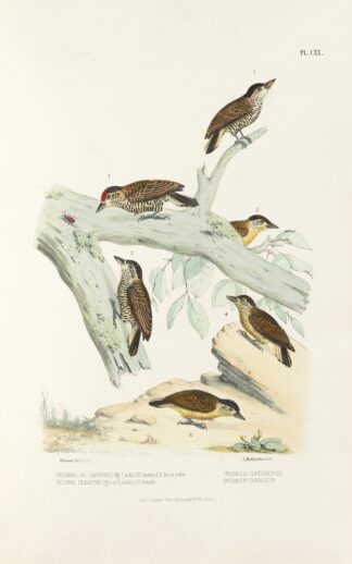 Monographie des picidées pl49 by Alfred Malherbe