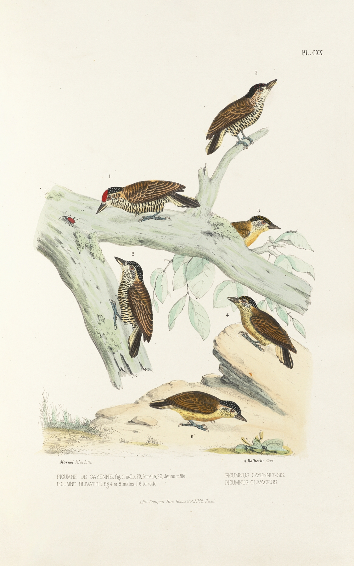 Monographie des picidées pl49 by Alfred Malherbe