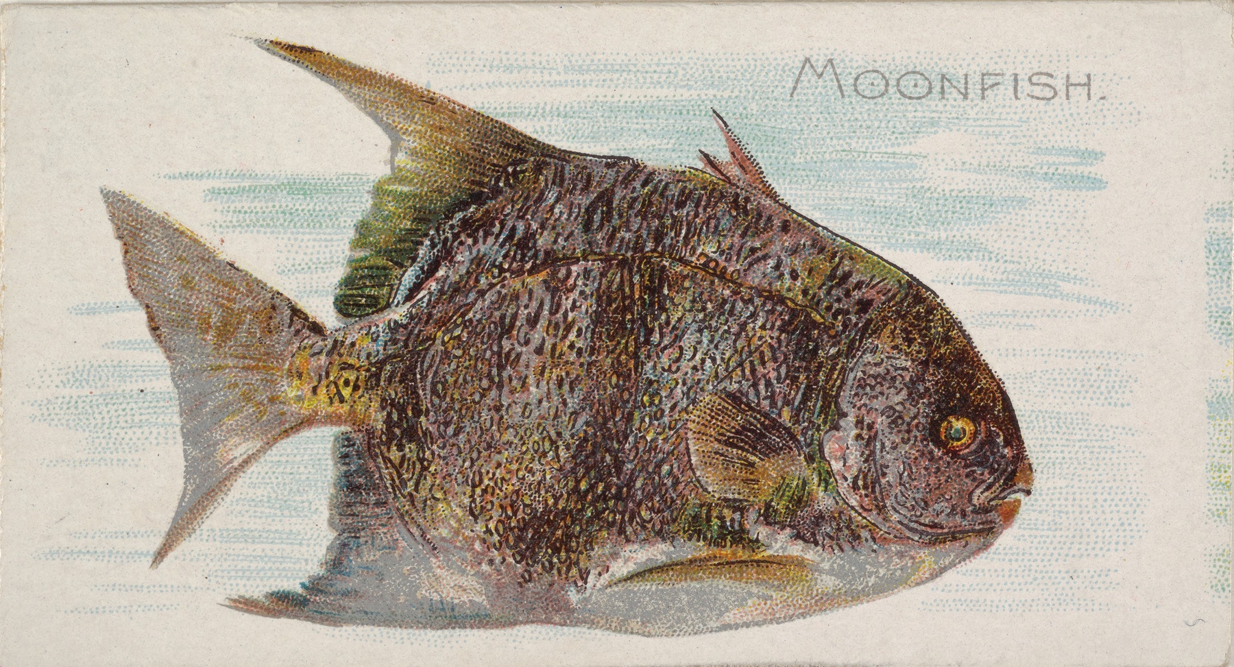Moonfish by Allen & Ginter