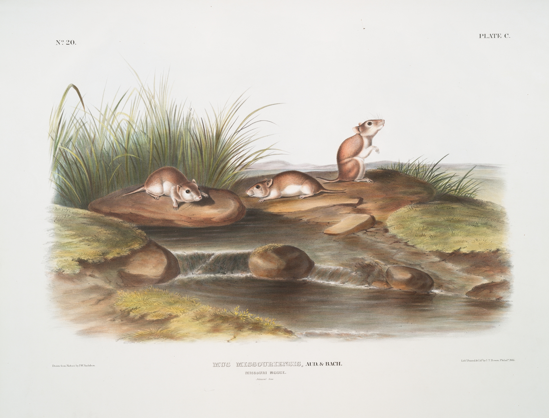 Mus missouriensis, Missouri Mouse. Natural size. by John Woodhouse Audubon