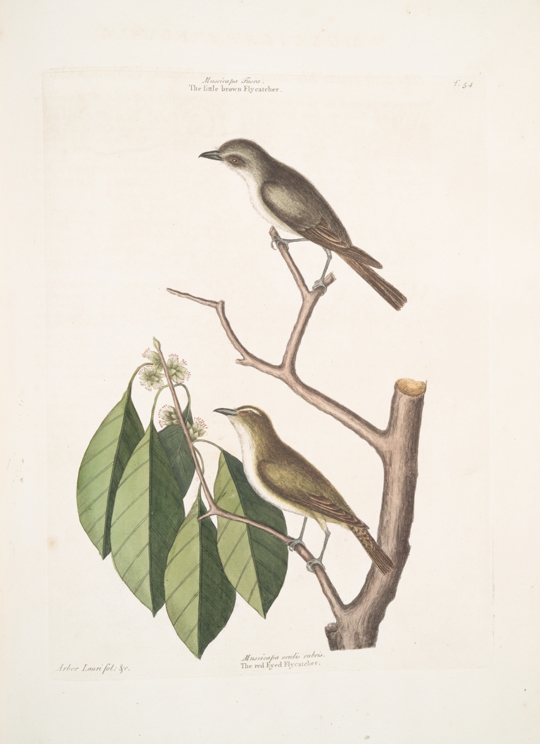 Muscicapa fusca, the little brown Flycatcher; Muscicapa oculis rubris, The red Eyed Flycatcher; Arbor Lauri fol. &c. by Mark Catesby