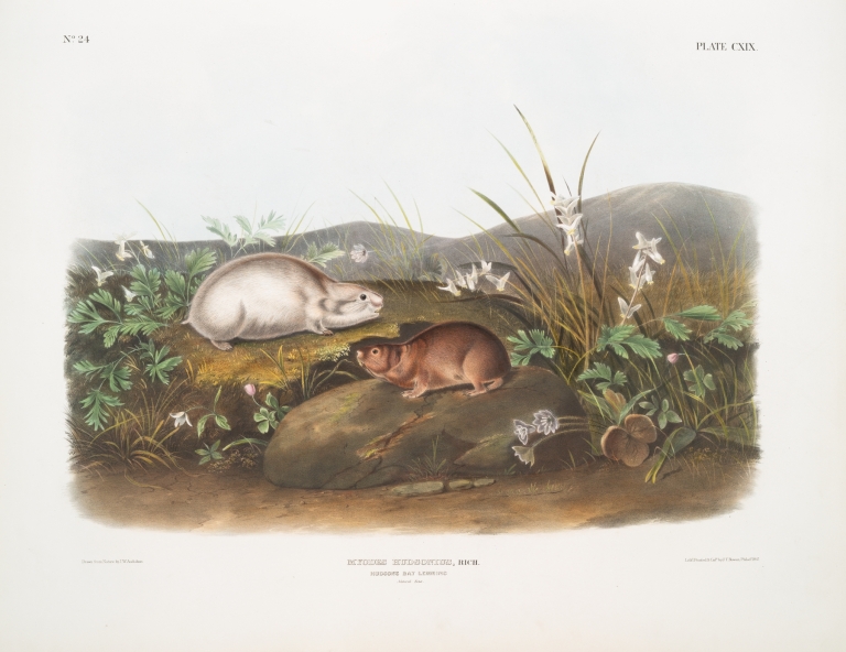Myodes Hudsonius, Hudson Bay Lemming. Natural size. by John Woodhouse Audubon
