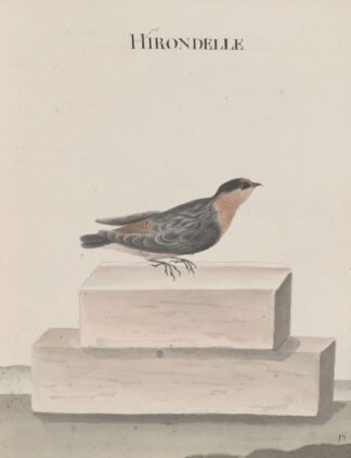 Natural history of Saint Domingue Pl.010 by René de Rabié