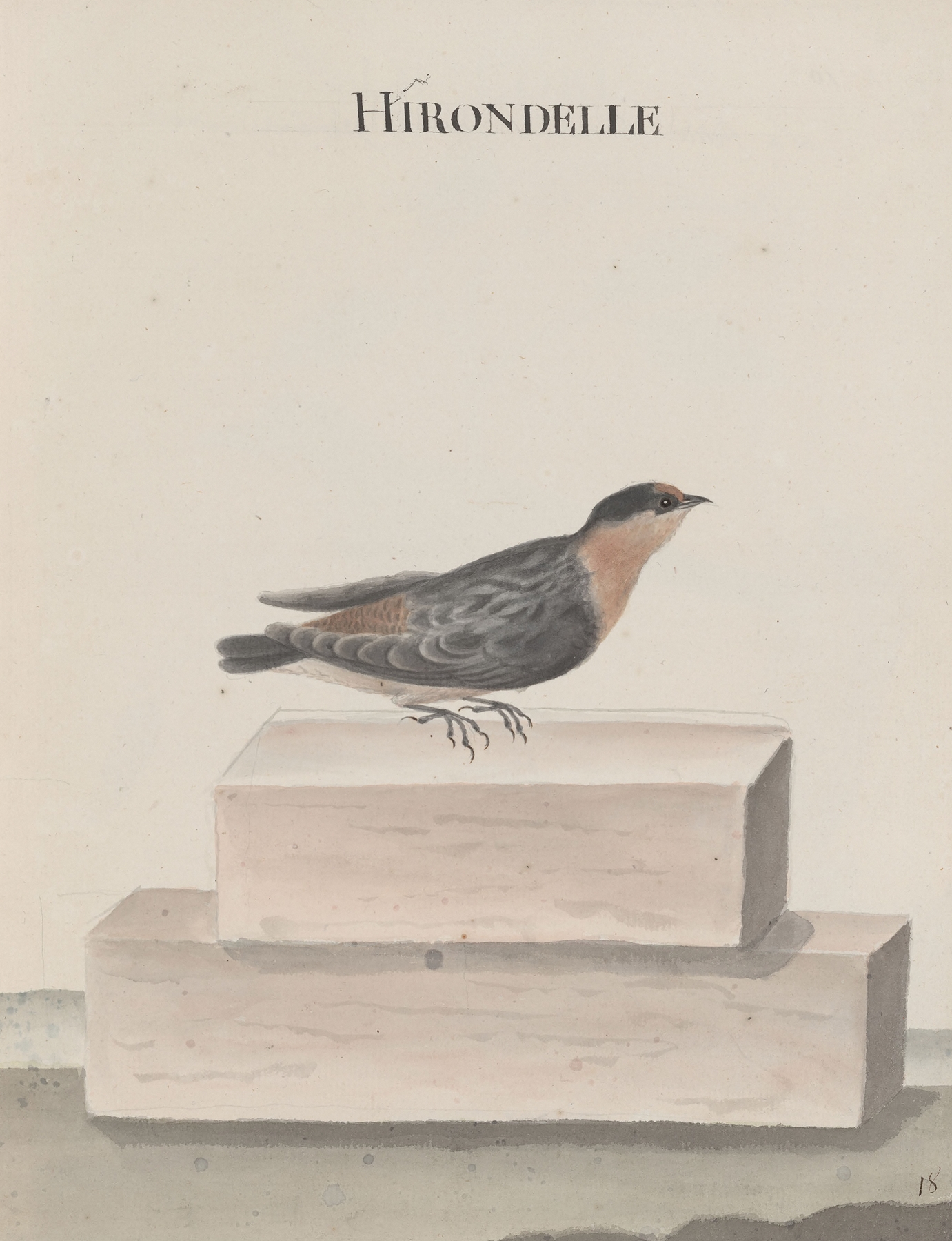 Natural history of Saint Domingue Pl.010 by René de Rabié