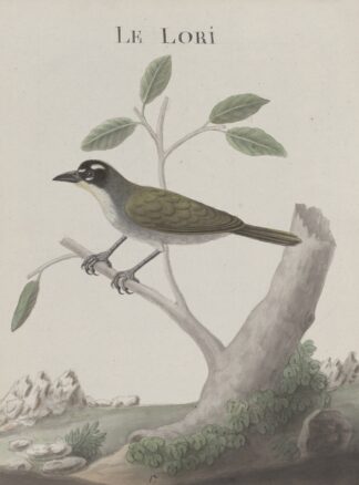 Natural history of Saint Domingue Pl.011 by René de Rabié