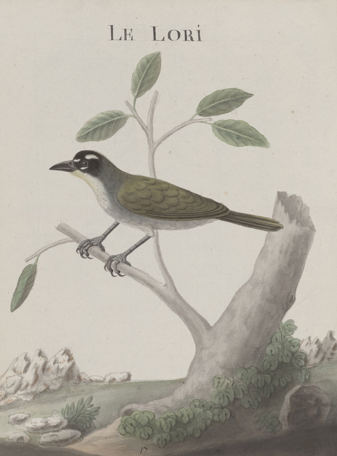 Natural history of Saint Domingue Pl.011 by René de Rabié