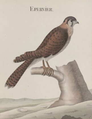 Natural history of Saint Domingue Pl.013 by René de Rabié