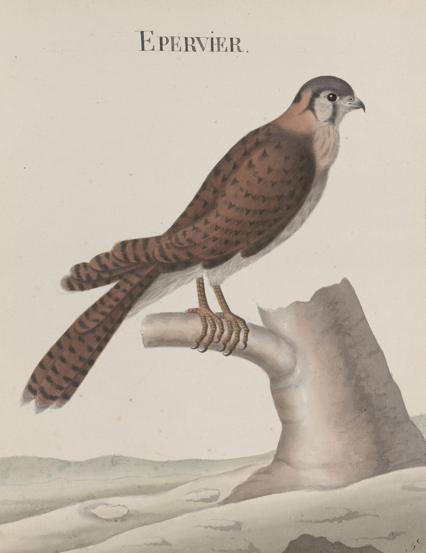 Natural history of Saint Domingue Pl.013 by René de Rabié