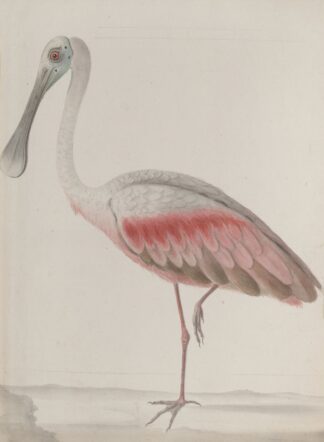 Natural history of Saint Domingue Pl.036 by René de Rabié