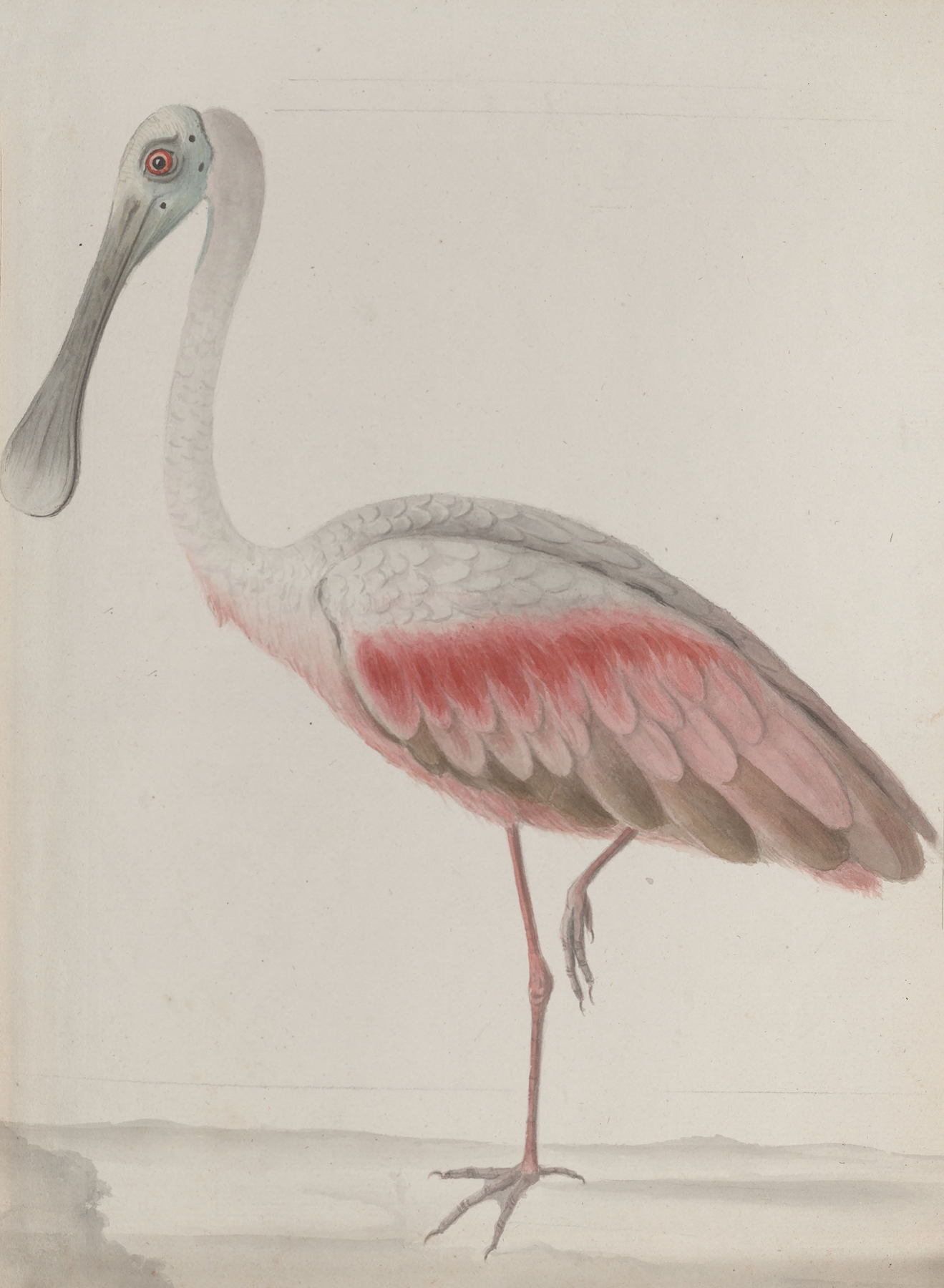 Natural history of Saint Domingue Pl.036 by René de Rabié