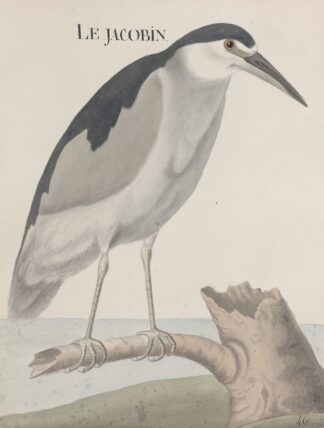Natural history of Saint Domingue Pl.057 by René de Rabié