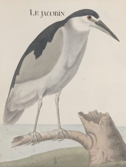 Natural history of Saint Domingue Pl.057 by René de Rabié