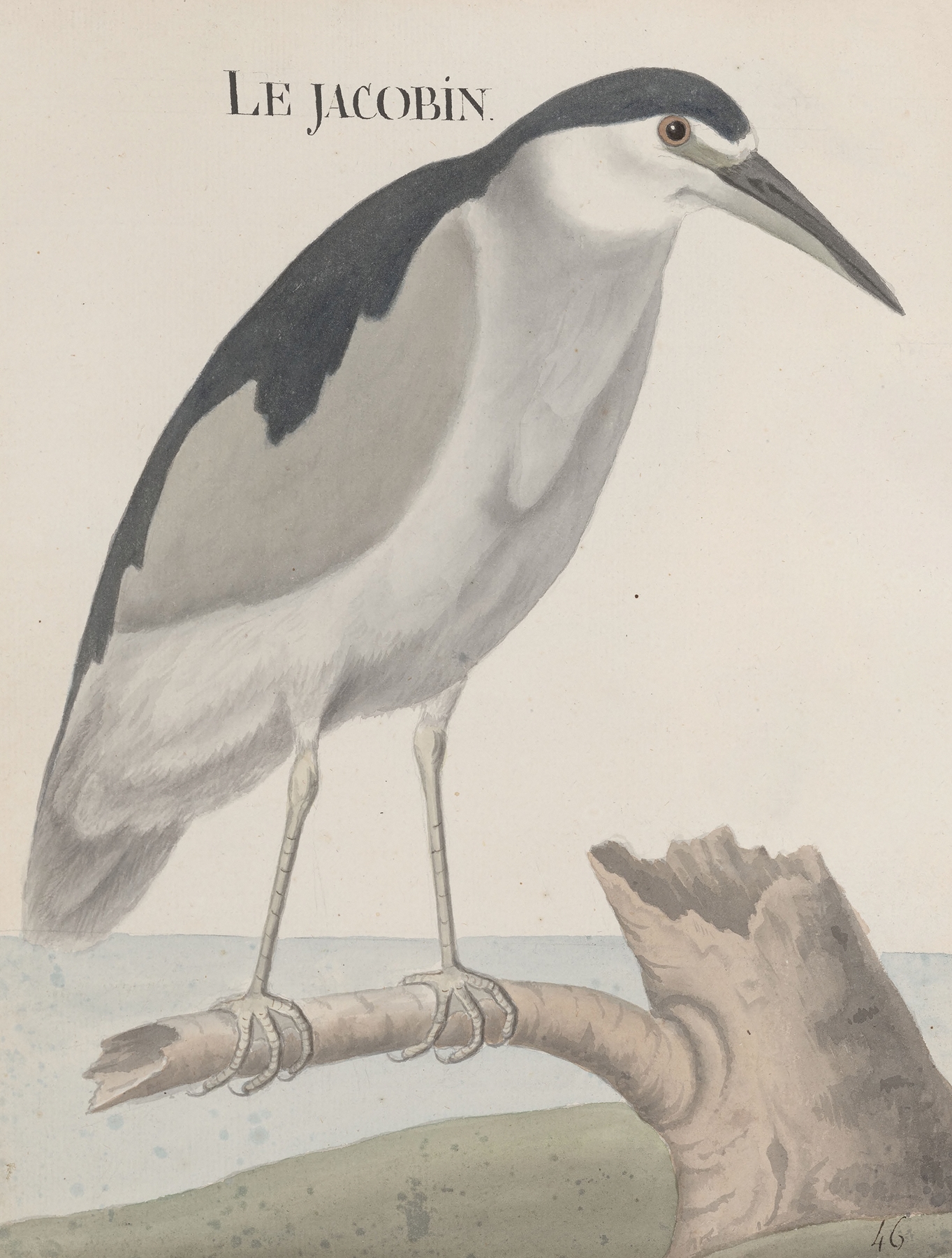 Natural history of Saint Domingue Pl.057 by René de Rabié