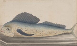 Natural history of Saint Domingue Pl.060 by René de Rabié