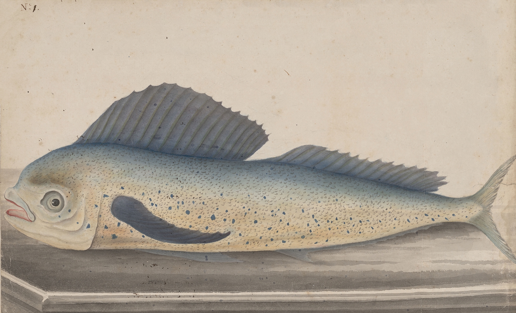 Natural history of Saint Domingue Pl.060 by René de Rabié