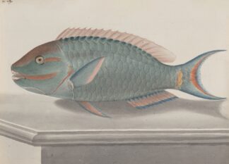 Natural history of Saint Domingue Pl.075 by René de Rabié