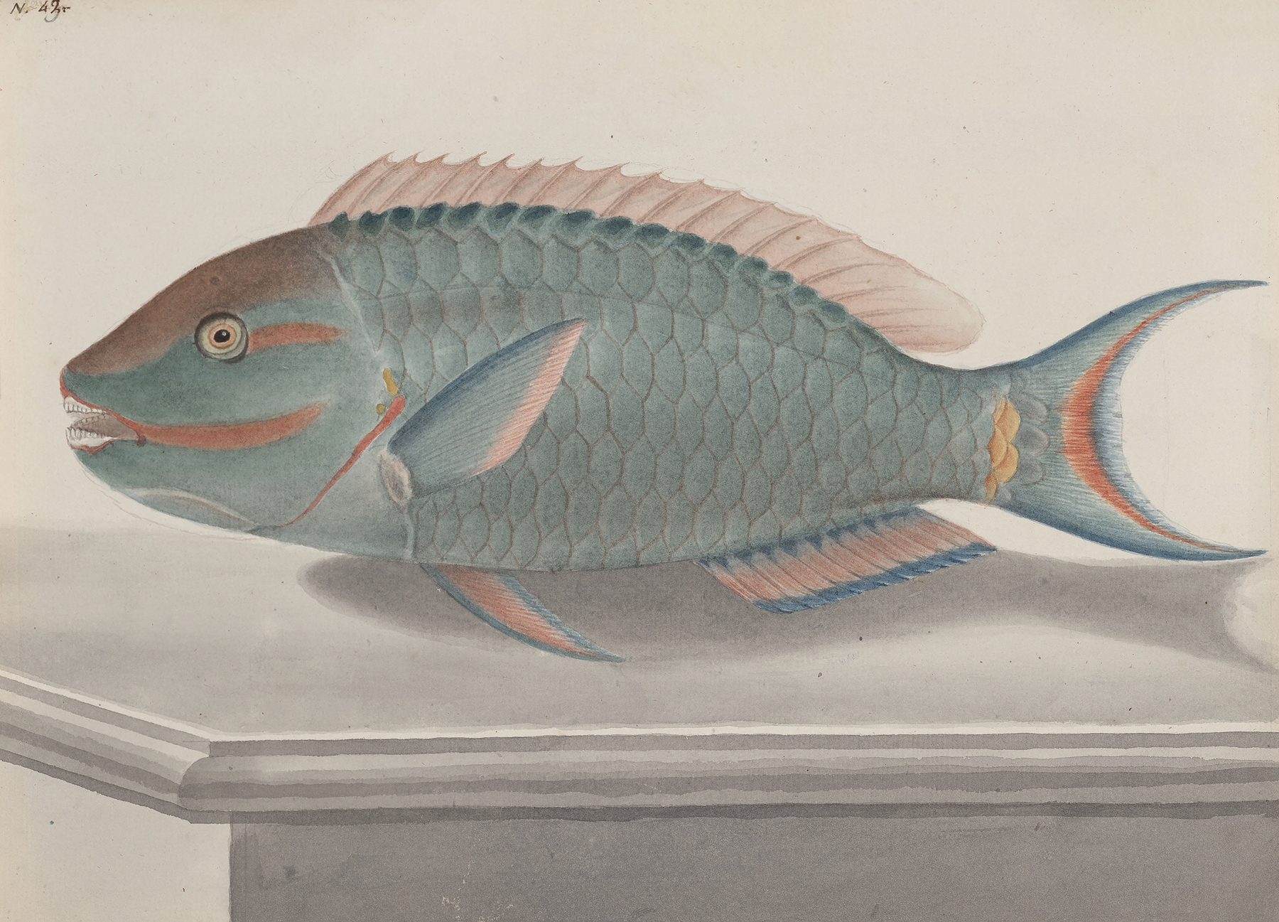 Natural history of Saint Domingue Pl.075 by René de Rabié