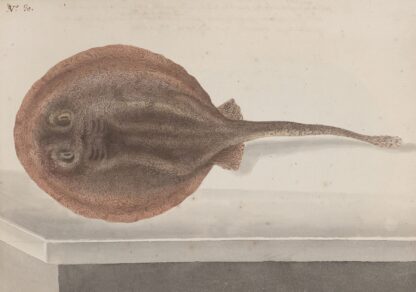 Natural history of Saint Domingue Pl.080 by René de Rabié
