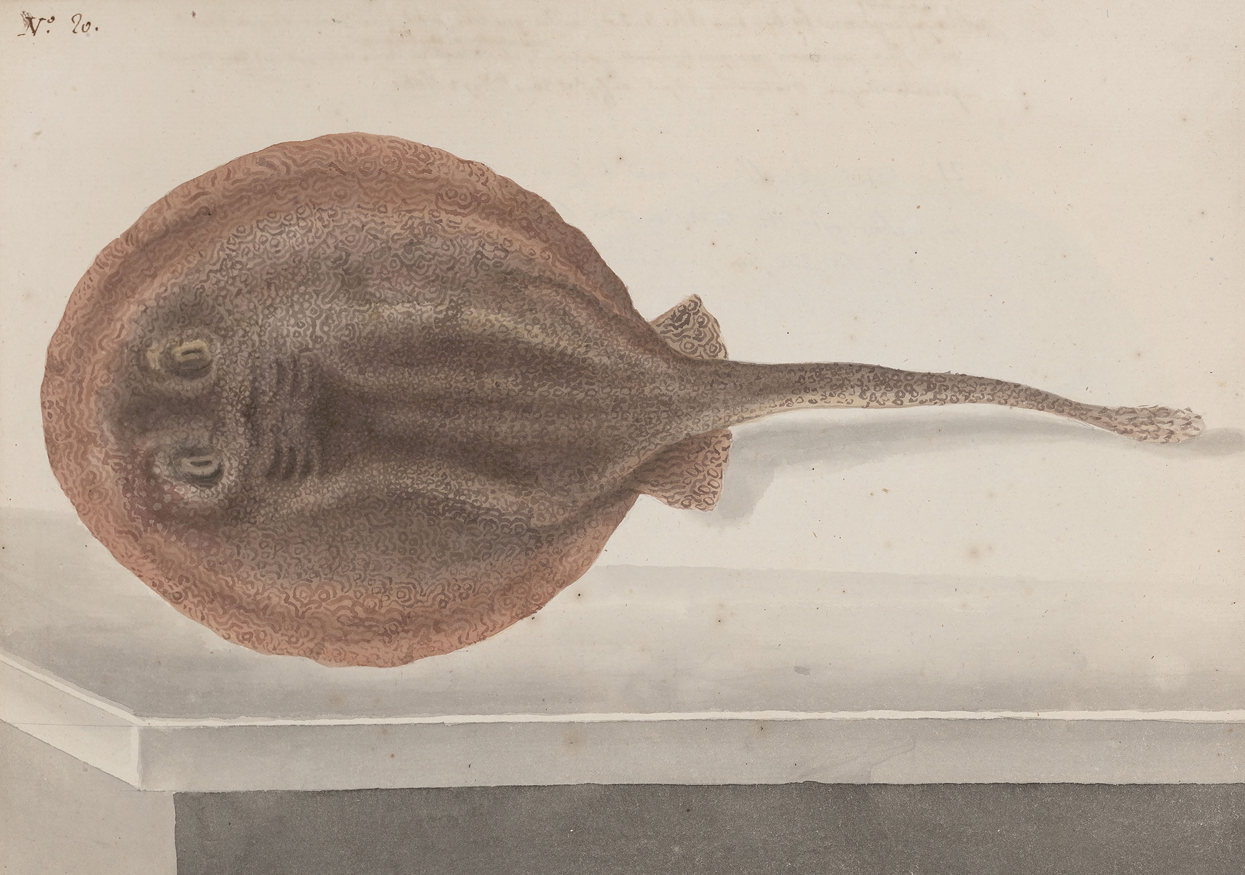 Natural history of Saint Domingue Pl.080 by René de Rabié