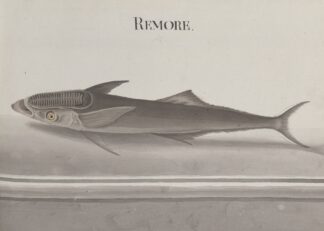 Natural history of Saint Domingue Pl.103 by René de Rabié