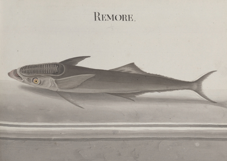 Natural history of Saint Domingue Pl.103 by René de Rabié