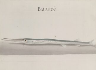 Natural history of Saint Domingue Pl.104 by René de Rabié