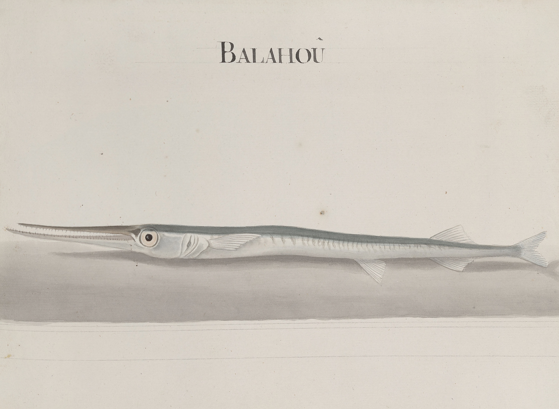 Natural history of Saint Domingue Pl.104 by René de Rabié