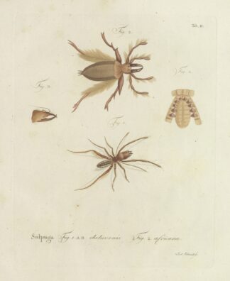 Natursystem der ungeflügelten insekten Pl.02 by Johann Friedrich Wilhelm Herbst