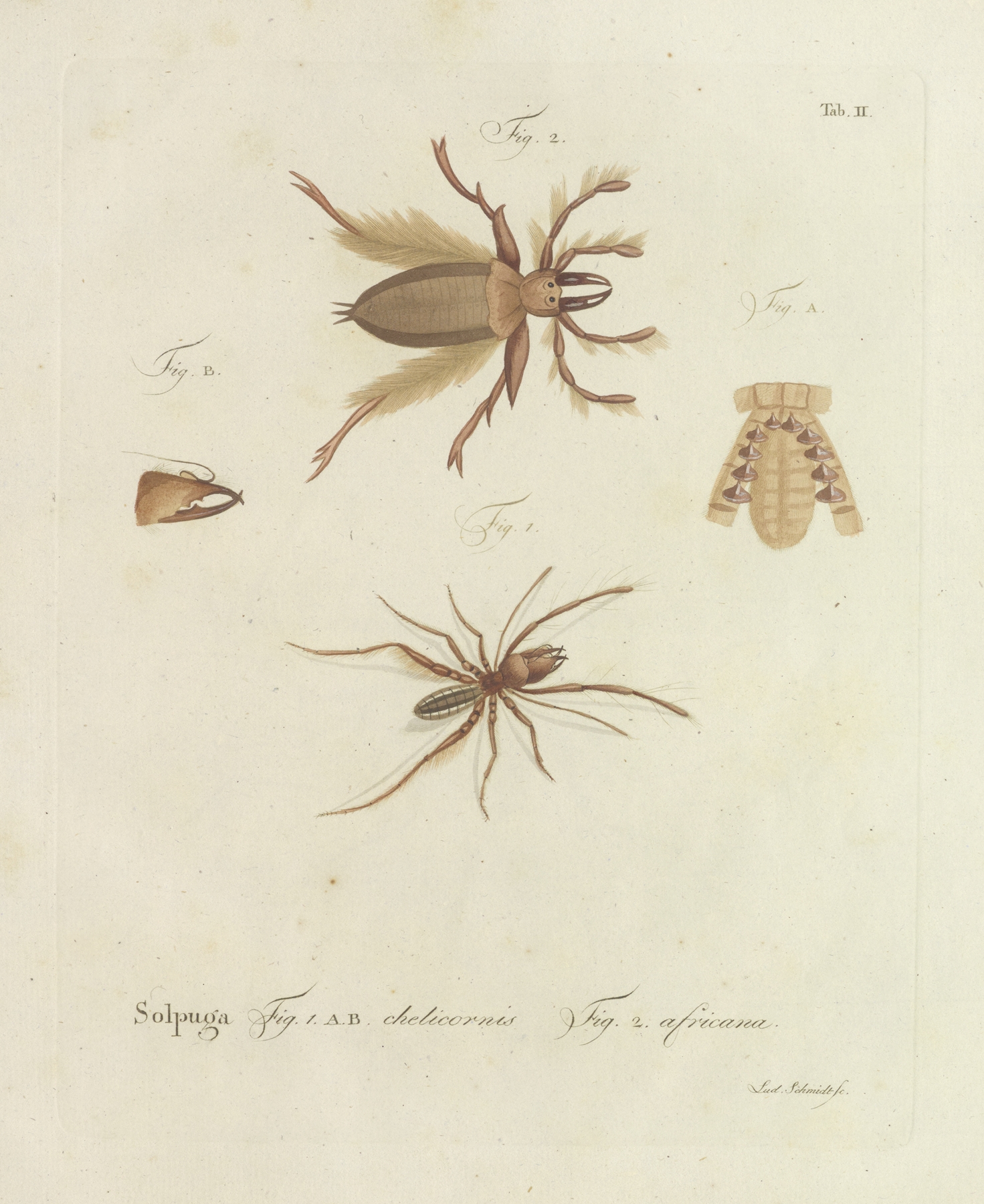 Natursystem der ungeflügelten insekten Pl.02 by Johann Friedrich Wilhelm Herbst