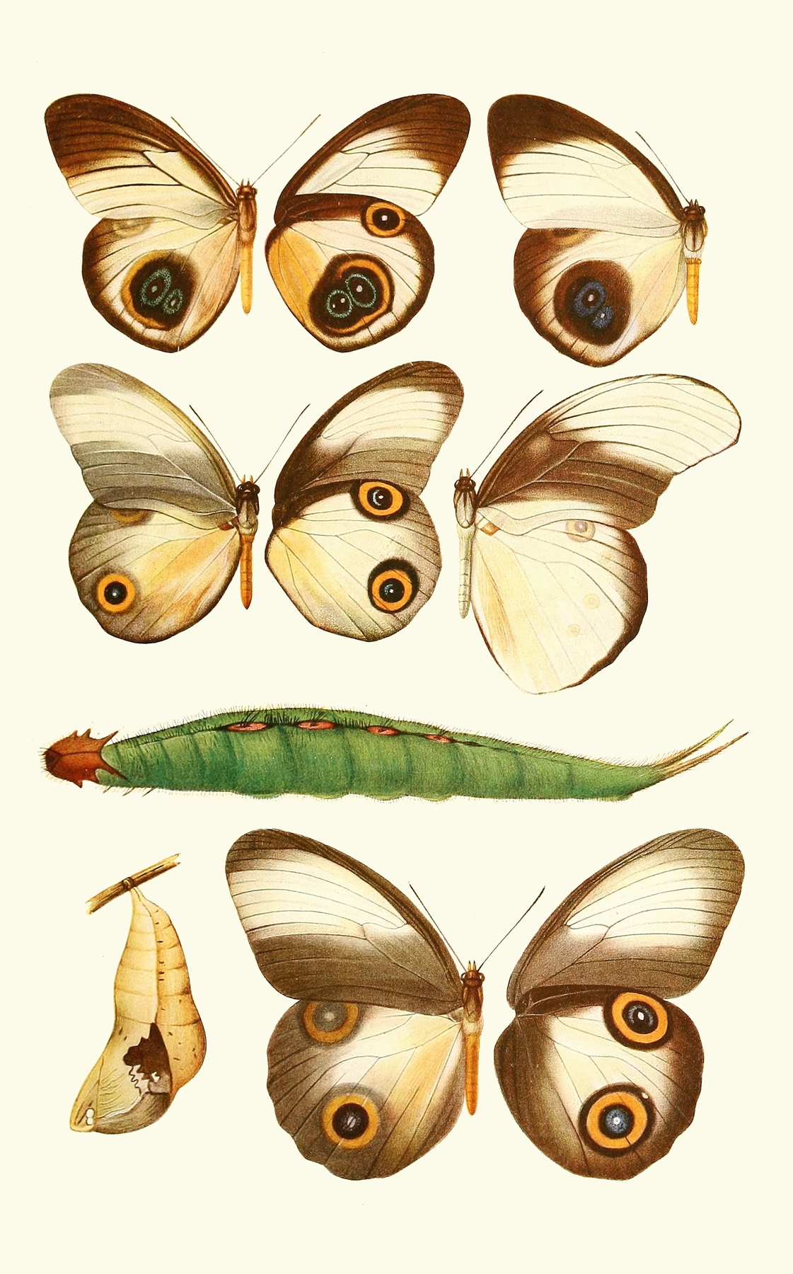 Novitates zoologicae pl 1 by Lionel Walter Rothschild