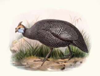 Numida ptilorhyncha. by Joseph Smit