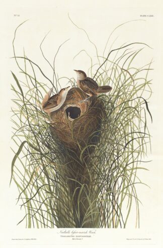 Nutalls lesser-marsh wren by John James Audubon