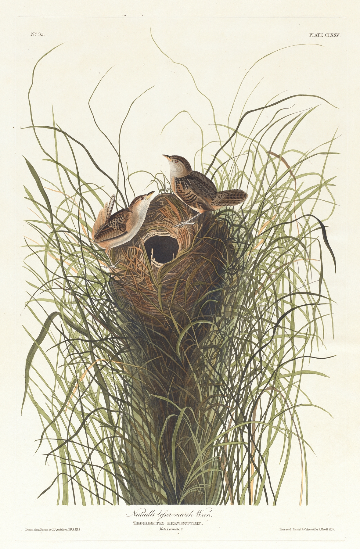 Nutalls lesser-marsh wren by John James Audubon