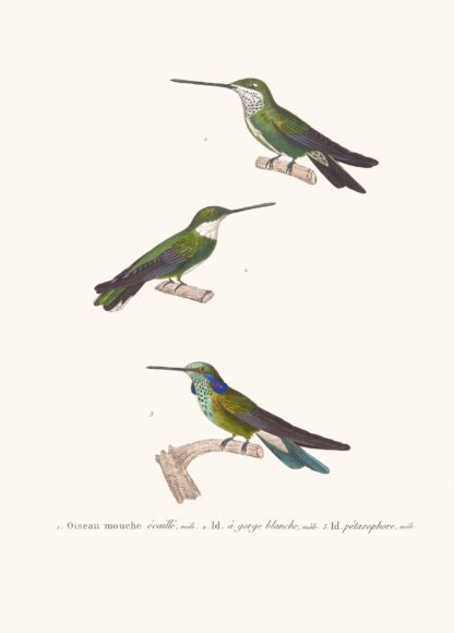 Oiseau-Mouche Écaillé. by Coenraad Jacob Temminck