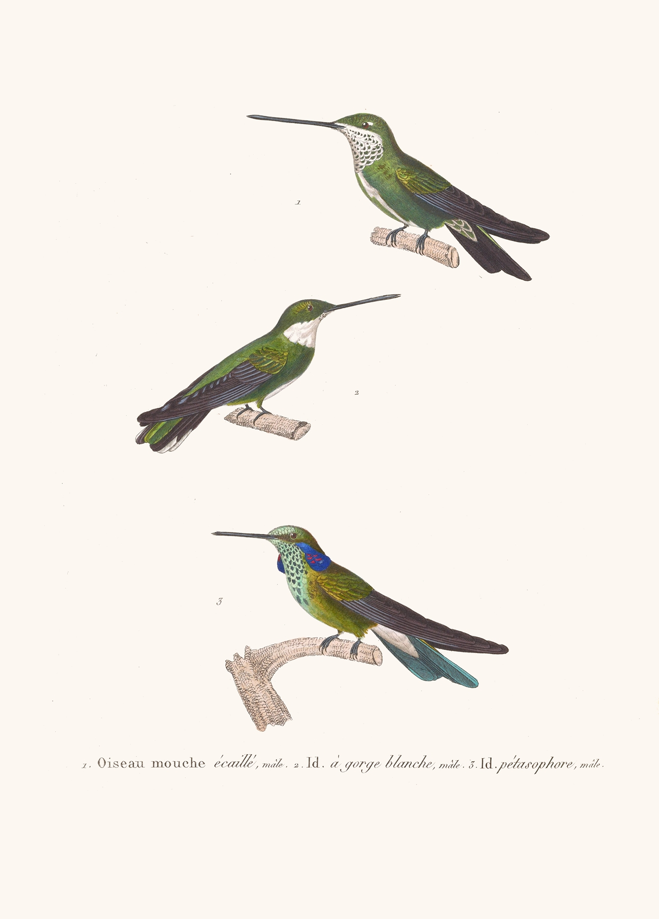 Oiseau-Mouche Écaillé. by Coenraad Jacob Temminck