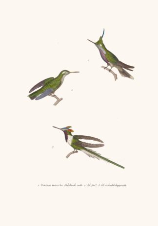Oiseau-Mouche Lalande by Coenraad Jacob Temminck