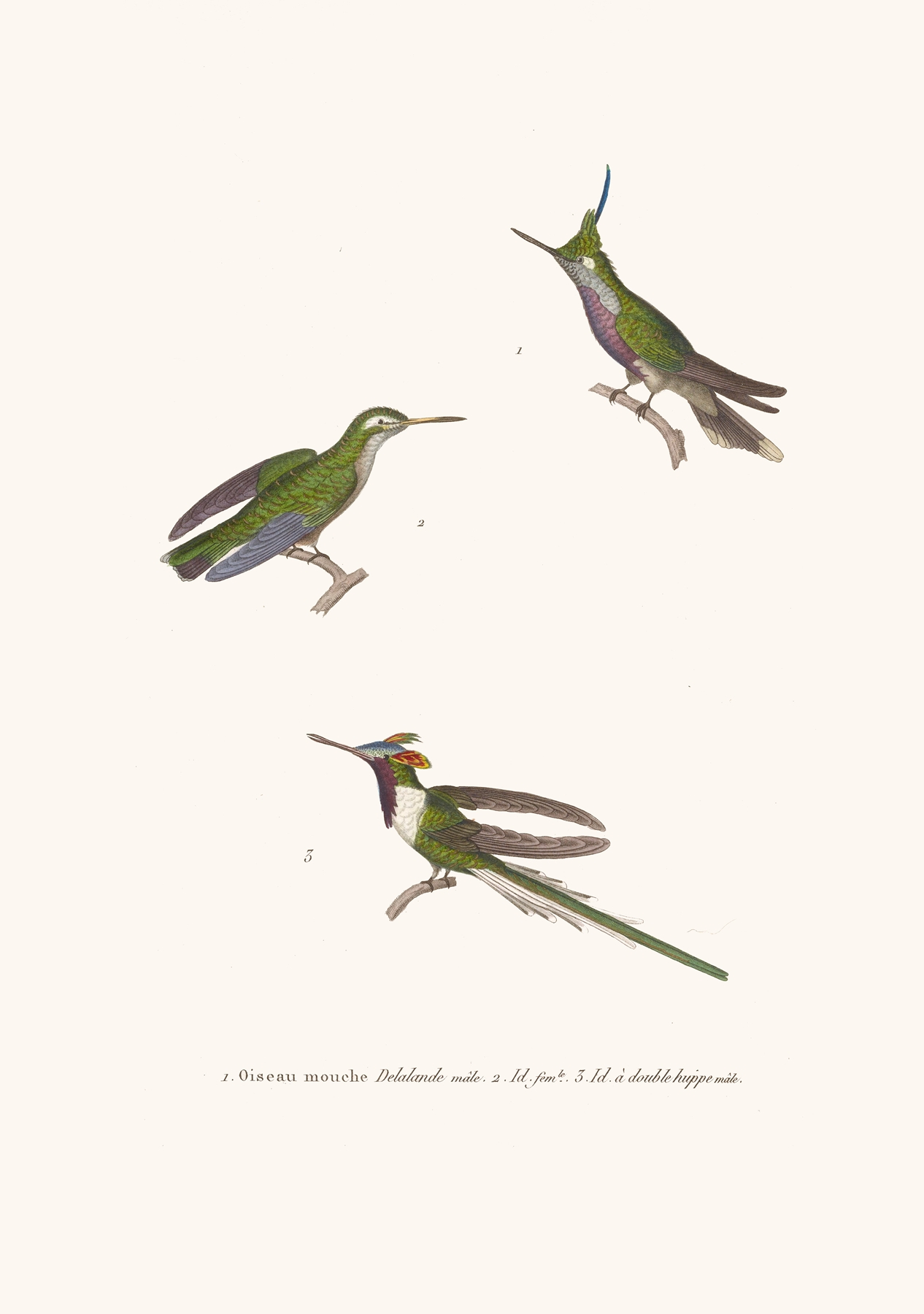 Oiseau-Mouche Lalande by Coenraad Jacob Temminck