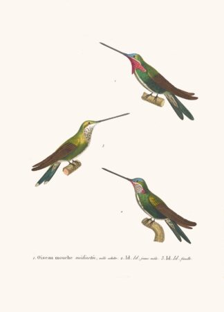 Oiseau Mouche Médiastin by Coenraad Jacob Temminck