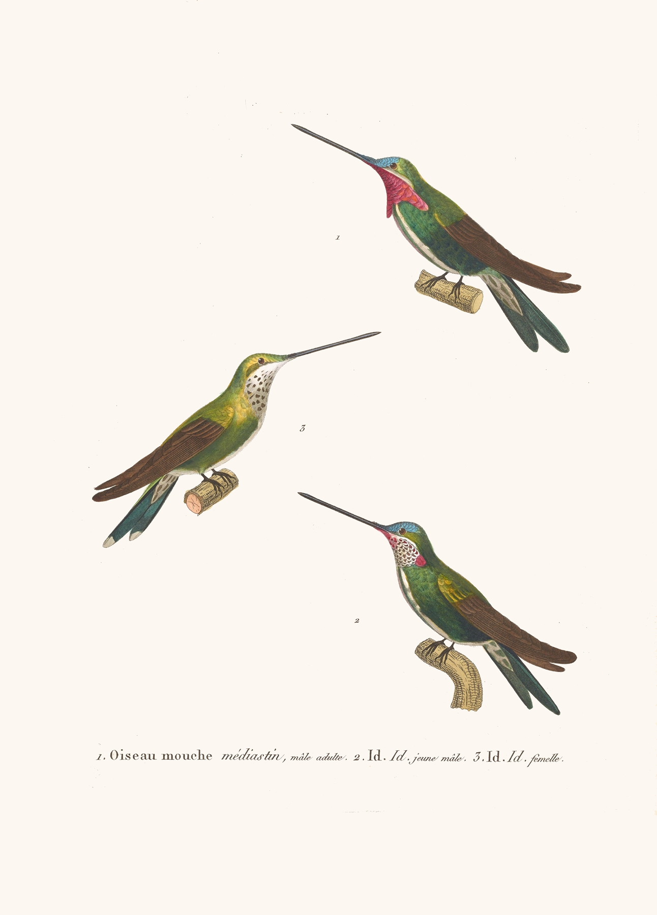 Oiseau Mouche Médiastin by Coenraad Jacob Temminck