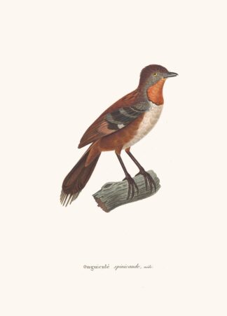 Onguiculé Spinicaude Male by Coenraad Jacob Temminck