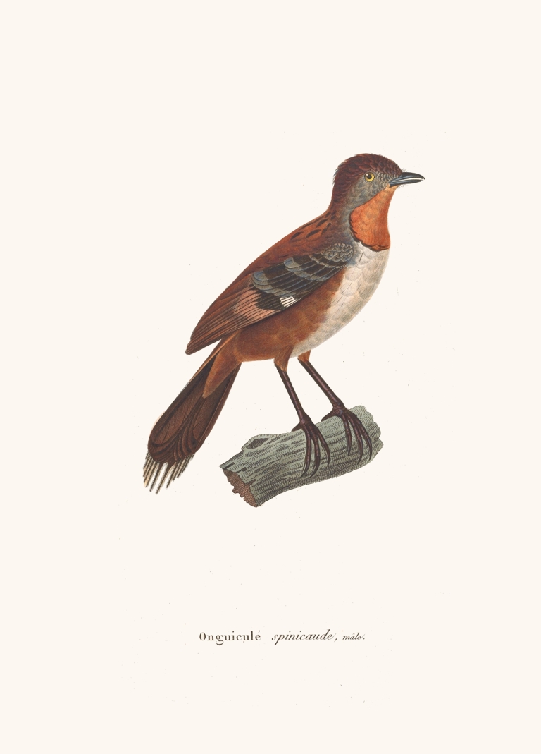 Onguiculé Spinicaude Male by Coenraad Jacob Temminck