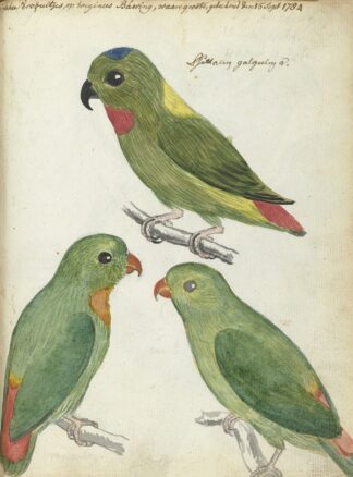 Oostindische parkieten by Jan Brandes