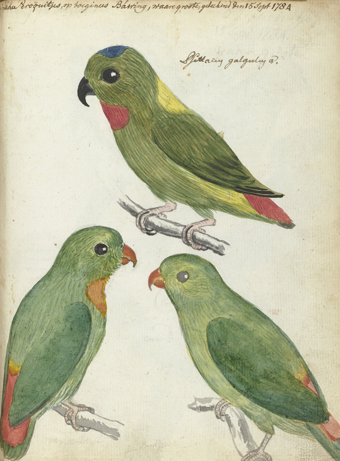Oostindische parkieten by Jan Brandes