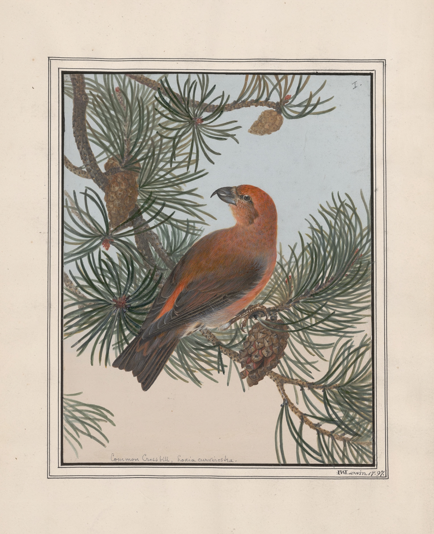 Original water-colour drawings of birds and eggs Pl.01 by John William Lewin