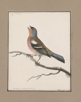 Original water-colour drawings of birds and eggs Pl.06 by John William Lewin